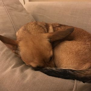 Meet your Posher, Leslie